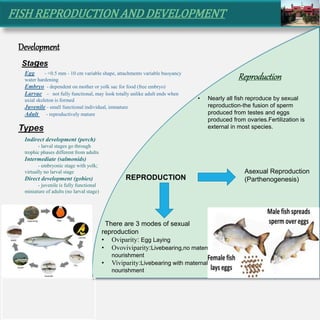 FISH REPRODUCTION AND DEVELOPMENT
Reproduction
Development
• Nearly all fish reproduce by sexual
reproduction-the fusion of sperm
produced from testes and eggs
produced from ovaries.Fertilization is
external in most species.
There are 3 modes of sexual
reproduction
• Oviparity: Egg Laying
• Ovoviviparity:Livebearing,no maternal
nourishment
• Viviparity:Livebearing with maternal
nourishment
Egg - <0.5 mm - 10 cm variable shape, attachments variable buoyancy
water hardening
Embryo - dependent on mother or yolk sac for food (free embryo)
Larvae - not fully functional, may look totally unlike adult ends when
axial skeleton is formed
Juvenile - small functional individual, immature
Adult - reproductively mature
Indirect development (perch)
- larval stages go through
trophic phases different from adults
Intermediate (salmonids)
- embryonic stage with yolk;
virtually no larval stage
Direct development (gobies)
- juvenile is fully functional
miniature of adults (no larval stage)
Types
Stages
REPRODUCTION
Asexual Reproduction
(Parthenogenesis)
 