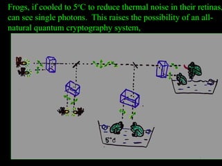 Frogs, if cooled to 5 o C to reduce thermal noise in their retinas, can see single photons.  This raises the possibility of an all-natural quantum cryptography system,  