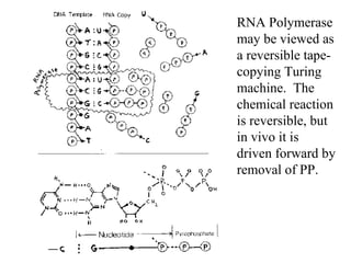 RNA Polymerase may be viewed as a reversible tape-copying Turing machine.  The chemical reaction is reversible, but in vivo it is driven forward by removal of PP.  