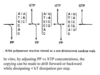 In vitro, by adjusting PP vs XTP concentrations, the copying can be made to drift forward or backward while dissipating  <  kT dissipation per step. 