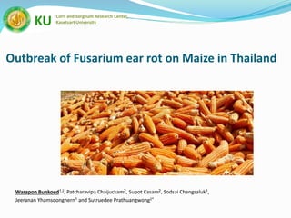 Outbreak of Fusarium ear rot on Maize in Thailand
Warapon Bunkoed1,2, Patcharavipa Chaijuckam2, Supot Kasam2, Sodsai Changsaluk1,
Jeeranan Yhamsoongnern1 and Sutruedee Prathuangwong2*
KU Corn and Sorghum Research Center,
Kasetsart University
 