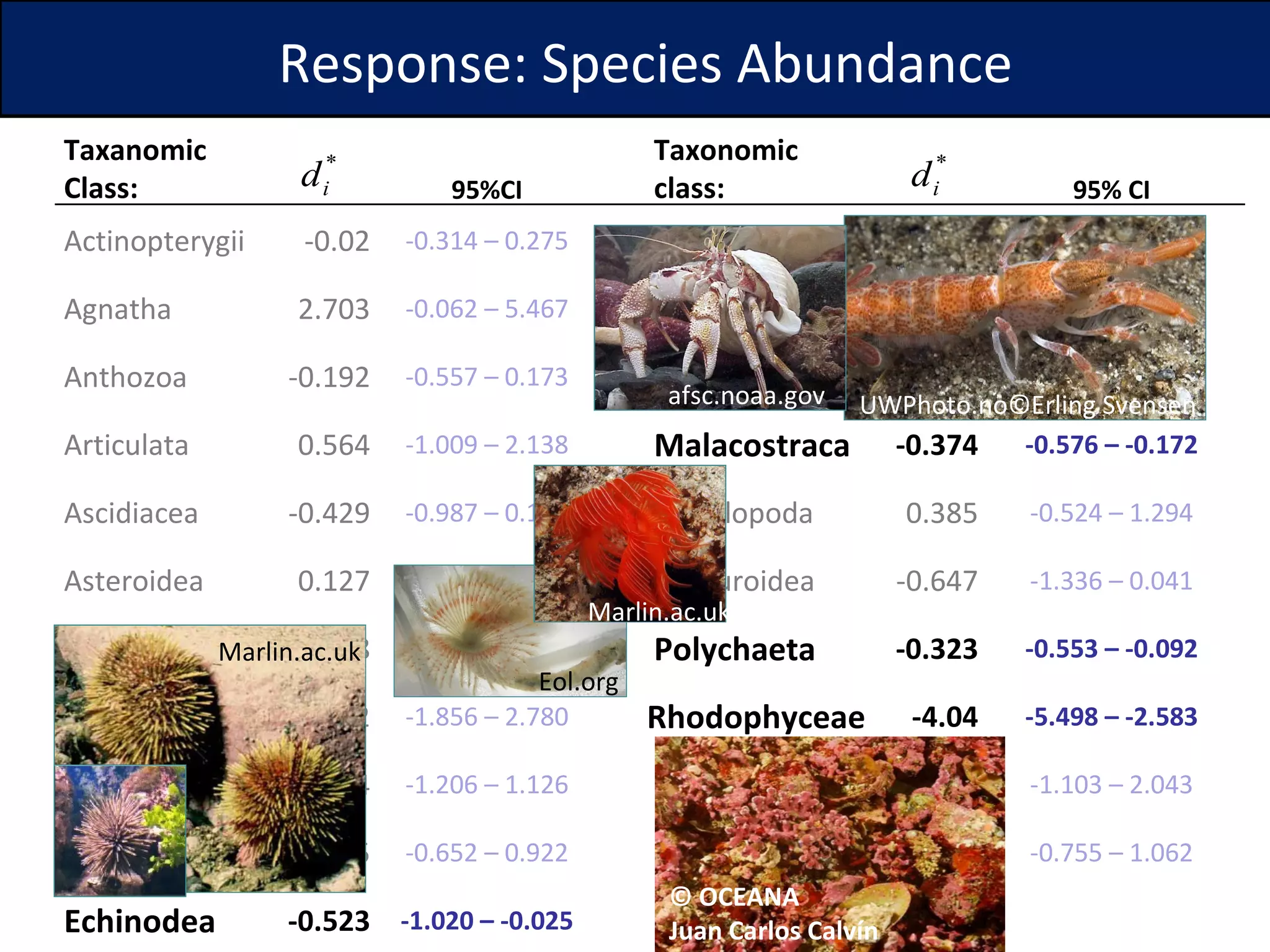Marlin.ac.uk UWPhoto.no©Erling Svensen afsc.noaa.gov Eol.org Marlin.ac.uk © OCEANA  Juan Carlos Calvín Response: Species Abundance Taxanomic Class: 95%CI Taxonomic class: 95% CI Actinopterygii -0.02 -0.314 – 0.275 Gastropoda 0.602 0.164 – 1.039 Agnatha 2.703 -0.062 – 5.467 Holothuroidea 0.38 -0.075 – 0.835 Anthozoa -0.192 -0.557 – 0.173 Hydrozoa 0.251 -0.387 – 0.888 Articulata 0.564 -1.009 – 2.138 Malacostraca -0.374 -0.576 – -0.172 Ascidiacea -0.429 -0.987 – 0.129 Maxillopoda 0.385 -0.524 – 1.294 Asteroidea 0.127 -0.342 – 0.596 Ophiuroidea -0.647 -1.336 – 0.041 Bivalvia -0.128 -0.384 – 0.128 Polychaeta -0.323 -0.553 – -0.092 Cephalopoda 0.462 -1.856 – 2.780 Rhodophyceae -4.04 -5.498 – -2.583 Chondricthyes -0.04 -1.206 – 1.126 Staurozoa 0.47 -1.103 – 2.043 Demospongiae 0.135 -0.652 – 0.922 Stelleroidea 0.153 -0.755 – 1.062 Echinodea -0.523 -1.020 – -0.025 