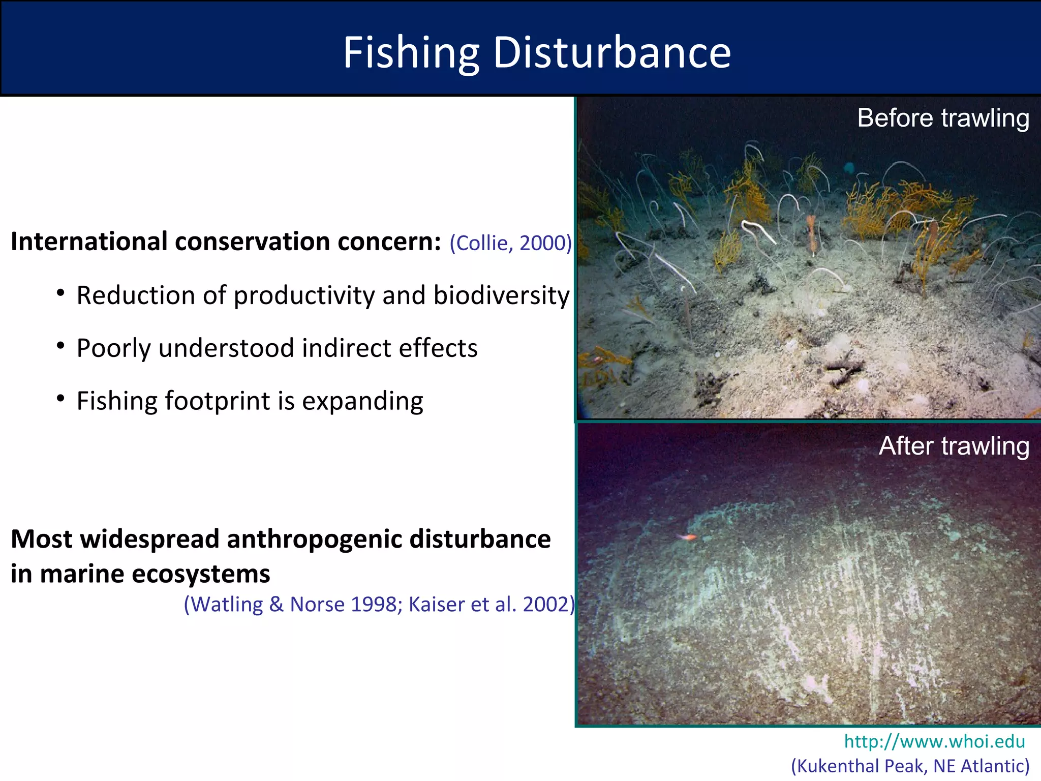 International conservation concern:   (Collie, 2000) Reduction of productivity and biodiversity Poorly understood indirect effects Fishing footprint is expanding Fishing Disturbance http://www.whoi.edu   (Kukenthal Peak, NE Atlantic) Before trawling After trawling Most widespread anthropogenic disturbance  in marine ecosystems  (Watling & Norse 1998;   Kaiser et al. 2002) 