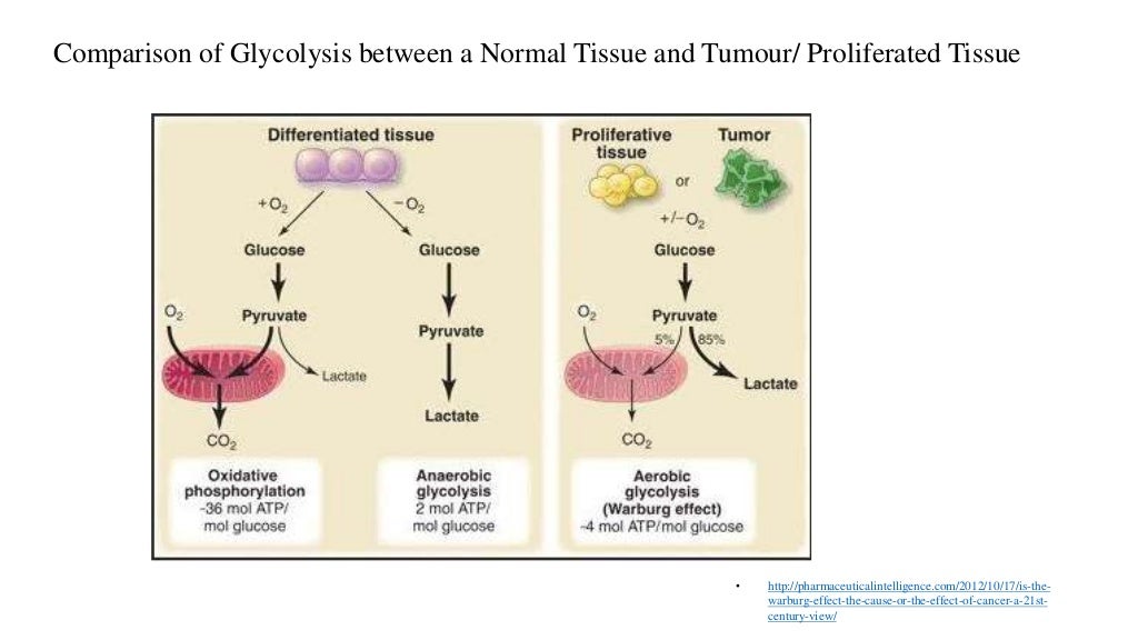 Warburg effect