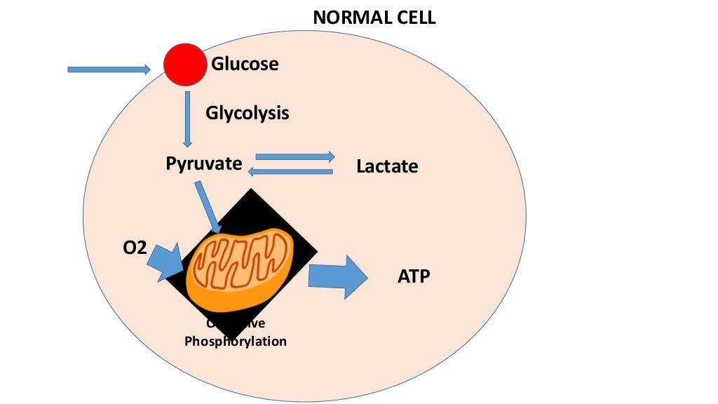 Warburg effect & cancer