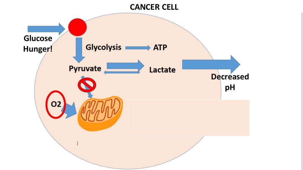 Warburg effect & cancer