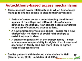 THINKING beyond the canopy
Autochthony-based access mechanisms
 Three unequal power relationships in which first comers
manage to change access to shea to their advantage:
• Arrival of a new comer - understanding the different
spaces of the village and different rules of access
defined by the diatigui. New comers keep a low profile
to be sure of continued access to land.
• A new land transfer to a late comer – easier for a new
diatigui with no history of social relationships to
restrict access to shea
• A change of generation in the diatigui family – eldest
son assumes responsibility for rights of exclusion and
alienation of family land and more likely to tighten
rules of access to shea
 Similar patterns with fuelwood value chains in Mali
(Gautier et al, 2011; Hautdidier et al, 2014)
 