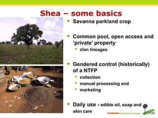 THINKING beyond the canopy
 Savanna parkland crop
 Common pool, open access and
’private’ property
• clan lineages
 Gendered control (historically)
of a NTFP
• collection
• manual processing and
• marketing
 Daily use - edible oil, soap and
skin care
Shea – some basics
 