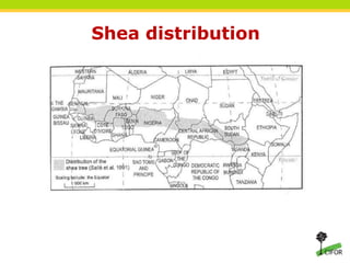 THINKING beyond the canopy
Shea distribution
 