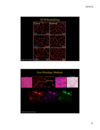 10/10/13

ECM Remodeling
Control

Tenotomy

TA

50 µm

EDL

Winters, et al, In Progress

50 µm

50 µm

50 µm

EDII

50 µm

50 µm

New Histology Methods
H&E

Wheat Germ Agglutinin Picro-sirius Red

KI67

αSMA

Trichrome

Reticulin

pCEβ

Winters, Buck et al, In Progress

11

 