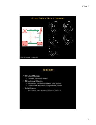 10/10/13

Human Muscle Gene Expression

Choo, McCarthy et al, In Progress JBJS

Summary
•  Structural Changes
–  Radial and longitudinal atrophy

•  Physiological Changes
–  After chronic tears, function does not follow structure
–  Evidence for ECM changes leading to muscle stiffness

•  Rehabilitation
–  Massive tears in the shoulder don’t appear to recover

12

 
