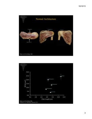 10/10/13

Normal Architecture

Ward, et al Clin Orthop, 2006

30.0

PCSA (cm2)

25.0

Deltoid
Subscapularis

20.0
15.0

Infraspinatus

10.0

Supraspinatus

5.0

teres minor

0.0
0.0

2.0

4.0
6.0
8.0
Fiber Length (cm)

10.0

12.0

Ward, et al Clin Orthop 2006
Altobelli, et al, Submitted J Biomech 2013

3

 