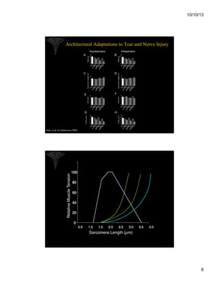 10/10/13

Architectural Adaptations to Tear and Nerve Injury

Relative Muscle Tension"

Sato, et al, In Submission JBJS

100"
80"
60"
40"
20"
0"
0.5"

1.0"

1.5"

2.0"

2.5"

3.0"

3.5"

4.0"

Sarcomere Length (µm) "

6

 