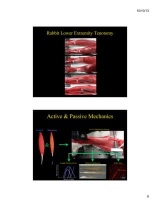 10/10/13

Rabbit Lower Extremity Tenotomy
C:
TA
T:
TA
10 mm

C:
ED
L
T:
EDL
10 mm

C:
EDI
I
T:
EDI
I

10 mm

Active & Passive Mechanics
In Vivo Mechanical Testing

Tenotomy

&

Length-Tension Curve

Muscle Architecture

Fiber Area

Muscle Tension

Control

100 µm

Muscle Length

9

 