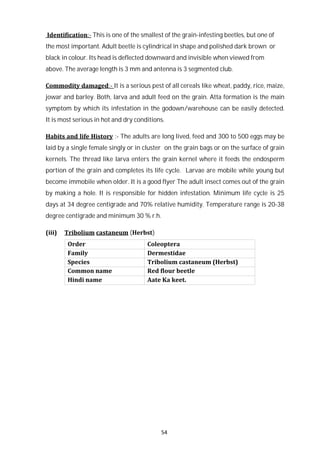 54
Identification:- This is one of the smallest of the grain-infesting beetles, but one of
the most important. Adult beetle is cylindrical in shape and polished dark brown or
black in colour. Its head is deflected downward and invisible when viewed from
above. The average length is 3 mm and antenna is 3 segmented club.
Commodity damaged:- It is a serious pest of all cereals like wheat, paddy, rice, maize,
jowar and barley. Both, larva and adult feed on the grain. Atta formation is the main
symptom by which its infestation in the godown/warehouse can be easily detected.
It is most serious in hot and dry conditions.
Habits and life History :- The adults are long lived, feed and 300 to 500 eggs may be
laid by a single female singly or in cluster on the grain bags or on the surface of grain
kernels. The thread like larva enters the grain kernel where it feeds the endosperm
portion of the grain and completes its life cycle. Larvae are mobile while young but
become immobile when older. It is a good flyer The adult insect comes out of the grain
by making a hole. It is responsible for hidden infestation. Minimum life cycle is 25
days at 34 degree centigrade and 70% relative humidity. Temperature range is 20-38
degree centigrade and minimum 30 % r.h.
(iii) Tribolium castaneum (Herbst)
Order Coleoptera
Family Dermestidae
Species Tribolium castaneum (Herbst)
Common name Red flour beetle
Hindi name Aate Ka keet.
 