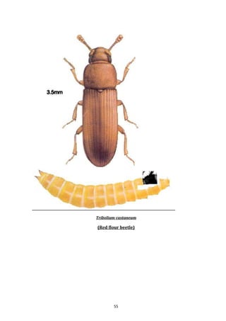 55
Tribolium castaneum
(Red flour beetle)
 