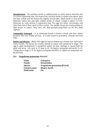 56
Identification: - The red flour beetle is reddish-brown in colour and its antennae end
in a three-segmented club. The head of the red flour beetle is visible from above, does
not have a beak and the thorax has slightly curved sides. Adult beetle is very active,
flattened, moves fast and light reddish brown in colour. Length is about 3-4 mm.
Antennae are with distinct 3 segmented club. The eggs are white, microscopic and
often have bits of flour stuck to their surface. The slender larvae are creamy yellow to
light brown in colour. They have two dark pointed projections on the last body
segment.
Commodity damaged: - It is commonly found in broken cereals and their milled
products like atta, maida and suji. It is also found in groundnut, oilseeds and feed
mills.
Habits and History: - About 450 eggs are laid at random by a female over a period of
many months. The larvae are creamy whitish in colour and cylindrical in shape. The
egg to adult development is completed within 20 days. Damage is caused both by
adult and larva. Life cycle is 57 days at 24 -30 degree centigrade and 66-92 % r.h.
Temperature range is 15-32 degree centigrade and 40% r.h. Adults are long lived, can
fly and feed.
(iv) Trogoderma granarium (Everest)
Order Coleoptera
Family Dermestidae
Species Trogoderma granarium (Everst)
Common name Khapra beetle
Hindi name Pai
 