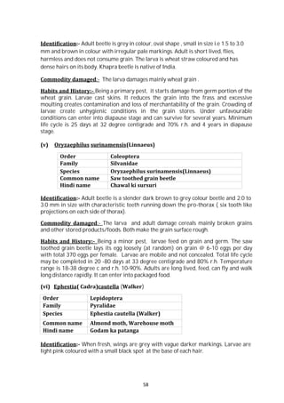 58
Identification:- Adult beetle is grey in colour, oval shape , small in size i.e 1.5 to 3.0
mm and brown in colour with irregular pale markings. Adult is short lived, flies,
harmless and does not consume grain. The larva is wheat straw coloured and has
dense hairs on its body. Khapra beetle is native of India.
Commodity damaged:- The larva damages mainly wheat grain .
Habits and History:- Being a primary pest, it starts damage from germ portion of the
wheat grain. Larvae cast skins. It reduces the grain into the frass and excessive
moulting creates contamination and loss of merchantability of the grain. Crowding of
larvae create unhygienic conditions in the grain stores. Under unfavourable
conditions can enter into diapause stage and can survive for several years. Minimum
life cycle is 25 days at 32 degree centigrade and 70% r.h. and 4 years in diapause
stage.
(v) Oryzaephilus surinamensis(Linnaeus)
Order Coleoptera
Family Silvanidae
Species Oryzaephilus surinamensis(Linnaeus)
Common name Saw toothed grain beetle
Hindi name Chawal ki sursuri
Identification:- Adult beetle is a slender dark brown to grey colour beetle and 2.0 to
3.0 mm in size with characteristic teeth running down the pro-thorax ( six tooth like
projections on each side of thorax).
Commodity damaged:- The larva and adult damage cereals mainly broken grains
and other stored products/foods. Both make the grain surface rough.
Habits and History:- Being a minor pest, larvae feed on grain and germ. The saw
toothed grain beetle lays its egg loosely (at random) on grain @ 6-10 eggs per day
with total 370 eggs per female. Larvae are mobile and not concealed. Total life cycle
may be completed in 20 -80 days at 33 degree centigrade and 80% r.h. Temperature
range is 18-38 degree c and r.h. 10-90%. Adults are long lived, feed, can fly and walk
long distance rapidly. It can enter into packaged food.
(vi) Ephestia( Cadra)cautella (Walker)
Order Lepidoptera
Family Pyralidae
Species Ephestia cautella (Walker)
Common name Almond moth, Warehouse moth
Hindi name Godam ka patanga
Identification:- When fresh, wings are grey with vague darker markings. Larvae are
light pink coloured with a small black spot at the base of each hair.
 