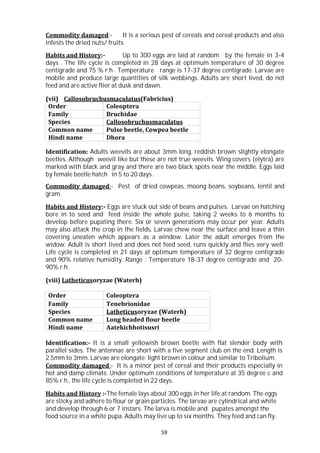 59
Commodity damaged:- It is a serious pest of cereals and cereal products and also
infests the dried nuts/ fruits.
Habits and History:- Up to 300 eggs are laid at random by the female in 3-4
days . The life cycle is completed in 28 days at optimum temperature of 30 degree
centigrade and 75 % r.h . Temperature range is 17-37 degree centigrade. Larvae are
mobile and produce large quantities of silk webbings. Adults are short lived, do not
feed and are active flier at dusk and dawn.
(vii) Callosobruchusmaculatus(Fabricius)
Order Coleoptera
Family Bruchidae
Species Callosobruchusmaculatus
Common name Pulse beetle, Cowpea beetle
Hindi name Dhora
Identification: Adults weevils are about 3mm long, reddish brown slightly elongate
beetles. Although weevil like but these are not true weevils. Wing covers (elytra) are
marked with black and gray and there are two black spots near the middle. Eggs laid
by female beetle hatch in 5 to 20 days .
Commodity damaged:- Pest of dried cowpeas, moong beans, soybeans, lentil and
gram.
Habits and History:- Eggs are stuck out side of beans and pulses. Larvae on hatching
bore in to seed and feed inside the whole pulse, taking 2 weeks to 6 months to
develop before pupating there. Six or seven generations may occur per year. Adults
may also attack the crop in the fields. Larvae chew near the surface and leave a thin
covering uneaten which appears as a window. Later the adult emerges from the
widow. Adult is short lived and does not feed seed, runs quickly and flies very well.
Life cycle is completed in 21 days at optimum temperature of 32 degree centigrade
and 90% relative humidity. Range : Temperature 18-37 degree centigrade and 20-
90% r.h.
(viii) Latheticusoryzae (Waterh)
Order Coleoptera
Family Tenebrionidae
Species Latheticusoryzae (Waterh)
Common name Long headed flour beetle
Hindi name Aatekichhotisusri
Identification:- It is a small yellowish brown beetle with flat slender body with
parallel sides. The antennae are short with a five segment club on the end. Length is
2.5mm to 3mm. Larvae are elongate; light brown in colour and similar to Tribolium.
Commodity damaged:- It is a minor pest of cereal and their products especially in
hot and damp climate. Under optimum conditions of temperature at 35 degree c and
85% r.h., the life cycle is completed in 22 days.
Habits and History :-The female lays about 300 eggs in her life at random. The eggs
are sticky and adhere to flour or grain particles. The larvae are cylindrical and white
and develop through 6 or 7 instars. The larva is mobile and pupates amongst the
food source in a white pupa. Adults may live up to six months. They feed and can fly.
 