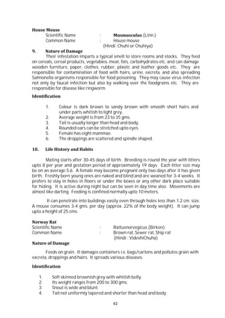 62
House Mouse
Scientific Name : Musmusculus (Linn.)
Common Name : House mouse
(Hindi :Chuhi or Chuhiya)
9. Nature of Damage
Their infestation imparts a typical smell to store rooms and stocks. They feed
on cereals, cereal products, vegetables, meat, fats, carbohydrates etc. and can damage
wooden furniture, paper, clothes, rubber, plastic and leather goods etc. They are
responsible for contamination of food with hairs, urine, excreta, and also spreading
Salmonella organisms responsible for food poisoning. They may cause virus infection
not only by faucal infection but also by walking over the foodgrains etc. They are
responsible for disease like ringworm.
Identification
1. Colour is dark brown to sandy brown with smooth short hairs and
under parts whitish to light grey.
2. Average weight is from 23 to 35 gms.
3. Tail is usually longer than head and body.
4. Rounded ears can be stretched upto eyes.
5. Female has eight mammae.
6. The droppings are scattered and spindle shaped.
10. Life History and Habits
Mating starts after 30-45 days of birth. Breeding is round the year with litters
upto 8 per year and gestation period of approximately 19 days. Each litter size may
be on an average 5.6. A female may become pregnant only two days after it has given
birth. Freshly born young ones are naked and blind and are weaned for 3-4 weeks. It
prefers to stay in holes in floors or under the boxes or any other dark place suitable
for hiding. It is active during night but can be seen in day time also. Movements are
almost like darting. Feeding is confined normally upto 10 meters.
It can penetrate into buildings easily even through holes less than 1.2 cm. size.
A mouse consumes 3-4 gms. per day (approx. 22% of the body weight). It can jump
upto a height of 25 cms.
Norway Rat
Scientific Name : Rattusnorvegicus (Birken)
Common Name : Brown rat, Sewer rat, Ship rat
(Hindi : VideshiChuha)
Nature of Damage
Feeds on grain. It damages containers i.e. bags/cartons and pollutes grain with
excreta, droppings and hairs. It spreads various diseases.
Identification
1. Soft skinned brownish grey with whitish belly.
2. Its weight ranges from 200 to 300 gms.
3. Snout is wide and blunt.
4. Tail not uniformly tapered and shorter than head and body.
 