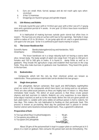 63
5. Ears are small, thick, furred, opaque and do not reach upto eyes when
stretched.
6. It has 12 mammae.
7. Droppings are found in groups and spindle shaped.
11. Life History and Habits
It breeds round the year with 6-14 litters per year with a litter size of 5-7 young
ones and a gestation period of 4 weeks. In one year 22 litters have been recorded in
ideal conditions.
It is habituated of making burrows outside grain stored but often lives in
sewers. The burrows are only on surface with two to five openings. Normally it stays
within a radius of 25 to 30 meters. It can jump upto 60 cm. and is a good swimmer.
Life span is for one year. So far it is confined to port towns mainly in sewers.
12. The Lesser Bandicoot Rat
Scientific Name BandicotabengalensisGray and Hardwicke, 1833
Hindi Name ChhotiGhoose
The lesser bandicoot rat is a large robustly built rat having a coarse dark
olive- brown body. The body weight of adult rats range from 110 gms to 350 gms in
females and 150 to 500 gms in males. It is found in damp fields as well as in
godowns. They invade the agriculture crops and establish their burrows in the crop
fields. They also make burrows in godowns near foundations. They hoard the grains
in the burrows.
13. Rodenticides:
Compounds which kill the rats by their chemical action are known as
rodenticides. These poisonous rodenticides can be divided into two groups:-
14. Single dose poison:
Zinc phosphide, Barium carbonate, Red squill and ANTU(Alpha naphthylthio
urea) are some of the compounds which have been/ are being used as rat poisons.
These are also called acute poisons as these are highly toxic in nature i.e. they show
immediate fatal results. The defect of acute poisons is that these create poison
shyness and bait aversion in rodents. Rodents are very suspicious to new objects
(new object reaction) as well as to the new foods. Before the rats are given poison ed
bait, plain baits i.e. eatable with some edible oil without poison is fed to rodents, for
two days. This makes the rats habituated to feeding on that particular food. This
process is known as pre-baiting. Next day the poisoned bait is placed in similar
manner and on same locations instead of plain baits. Thus, a good kill is obtained.
Preparation of bait:
¾ Tea cup wheat flour/crushed foodgrains - 96 gm.
½ Tea spoone any edible oil - 2 gm.
½ Tea spoon Zinc phosphide - 2 gm.
Total100 gm.
About 20 gms of the poisoned bait is kept in a paper plate or earthen pot at 4-5
places in a room or godown. Rats consume the poison bait and die immediately. The
 
