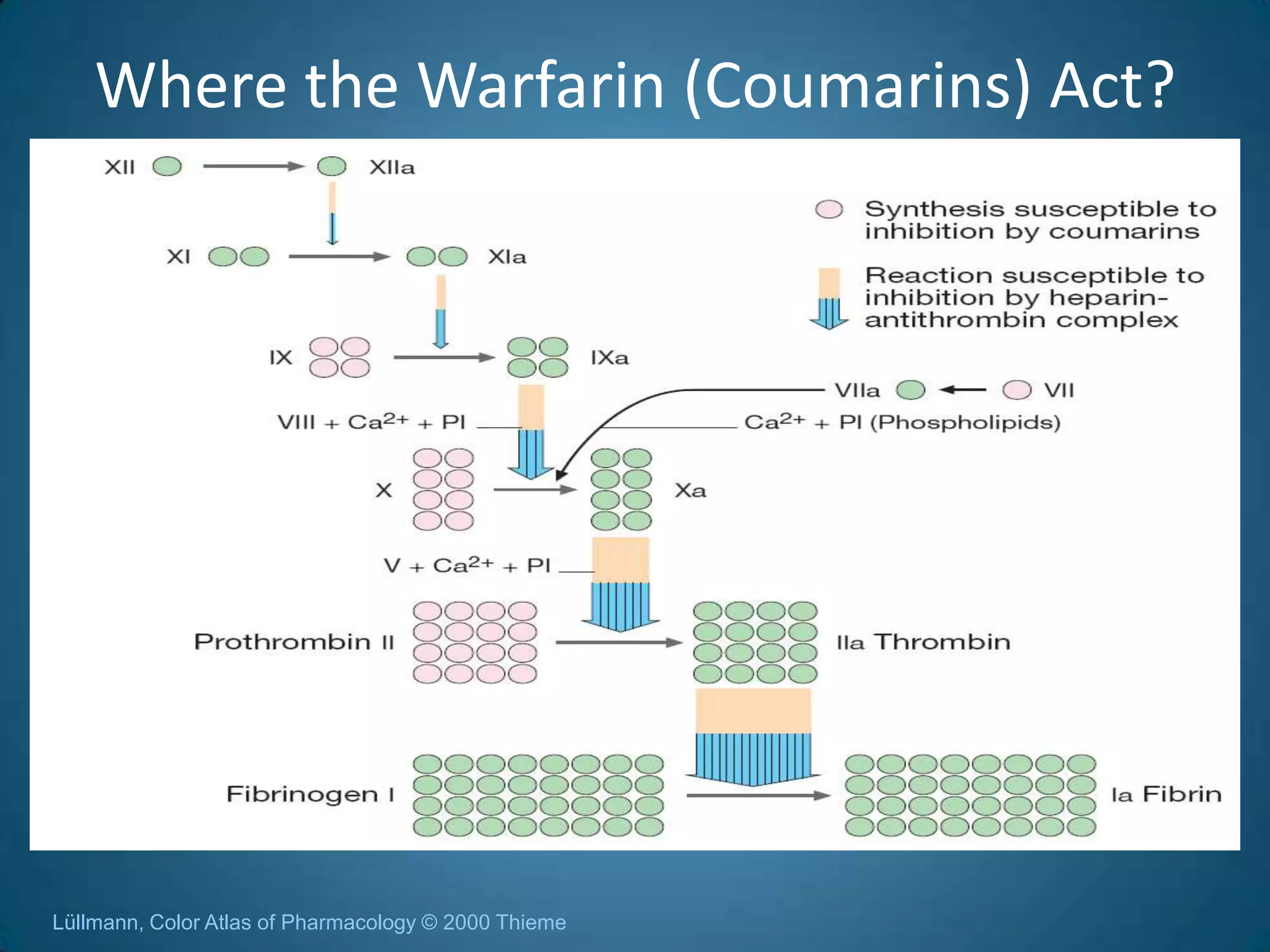 Where the Warfarin (Coumarins) Act?




Lüllmann, Color Atlas of Pharmacology © 2000 Thieme
 
