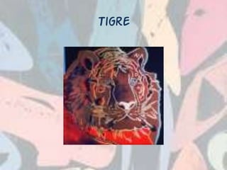 Tigre
 