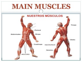 MAIN MUSCLES
 