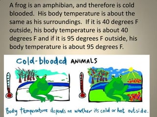 Warm and cold blooded animals (elem teach)