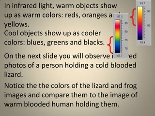 Warm and cold blooded animals (elem teach)