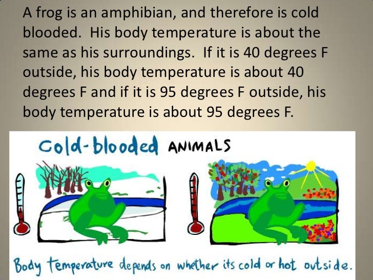 warm blooded animals