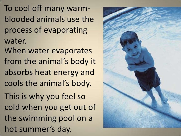warm blooded animals