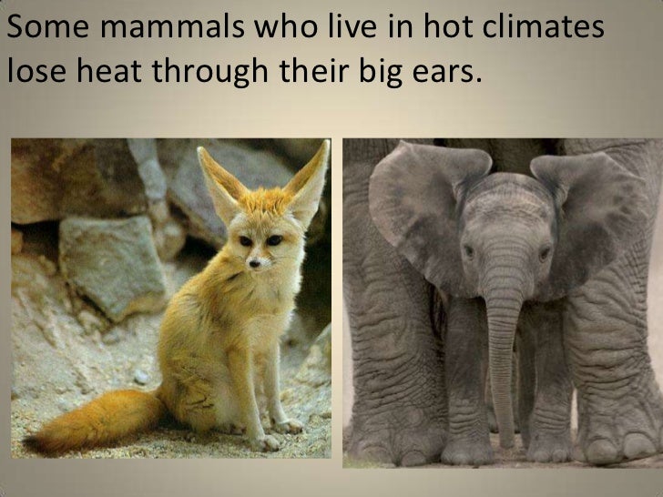 Warm and cold blooded animals (elem teach)