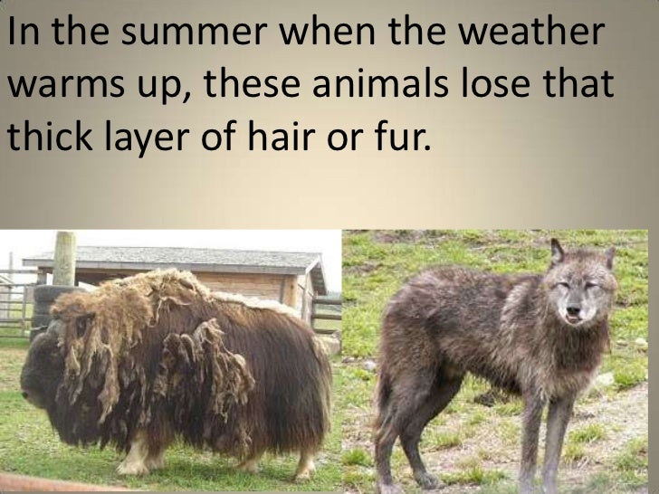 Warm and cold blooded animals (elem teach)