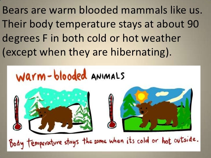 warm blooded animals