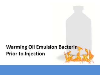 Warming Oil Emulsion Bacterin
Prior to Injection
 