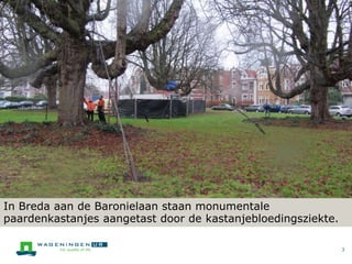3
In Breda aan de Baronielaan staan monumentale
paardenkastanjes aangetast door de kastanjebloedingsziekte.
 