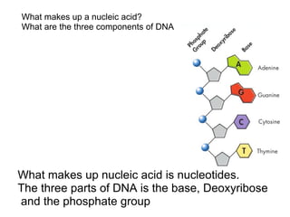 What makes up a nucleic acid?  What are the three components of DNA        What makes up nucleic acid is nucleotides.        The three parts of DNA is the base, Deoxyribose              and the phosphate group 
