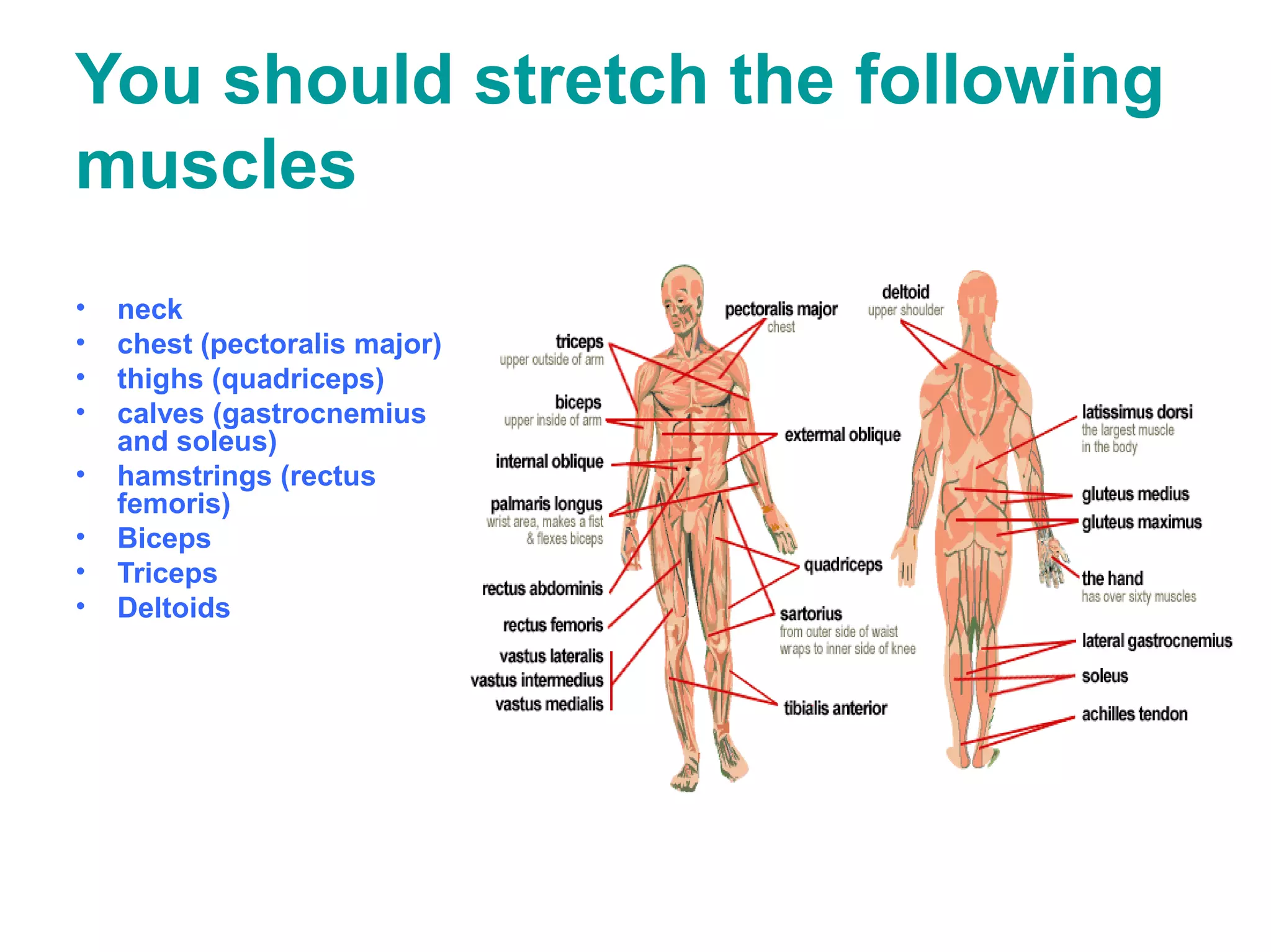 You should stretch the following
muscles
•   neck
•   chest (pectoralis major)
•   thighs (quadriceps)
•   calves (gastrocnemius
    and soleus)
•   hamstrings (rectus
    femoris)
•   Biceps
•   Triceps
•   Deltoids
 
