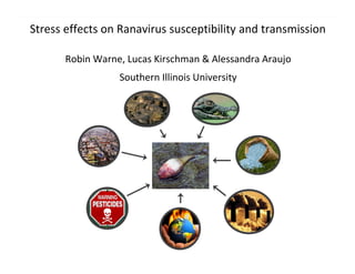 Stress effects on Ranavirus susceptibility and transmission
Robin Warne, Lucas Kirschman & Alessandra Araujo
Southern Illinois University
 