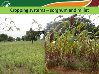 Africa RISING review of progress Ghana 2013