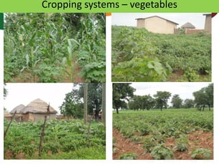 Africa RISING review of progress Ghana 2013