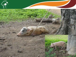 Africa RISING review of progress Ghana 2013