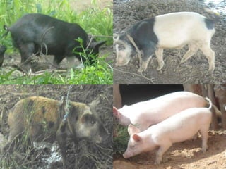 Africa RISING review of progress Ghana 2013