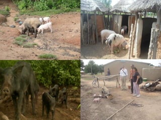 Africa RISING review of progress Ghana 2013