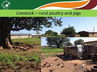 Livestock – rural poultry and pigs

 