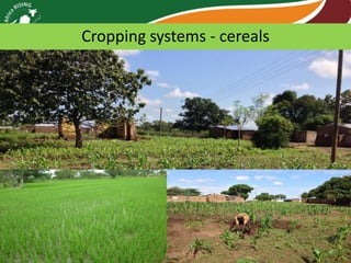 Cropping systems - cereals

 