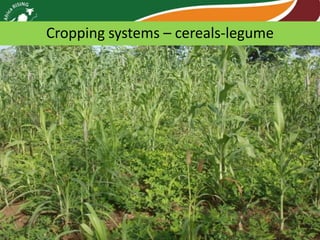 Cropping systems – cereals-legume

 