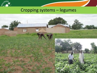 Cropping systems – legumes

 