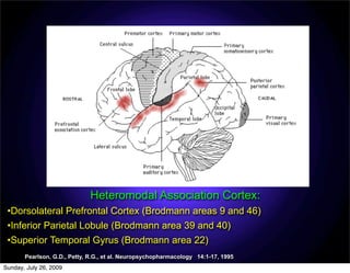 Heteromodal Association Cortex:
 •Dorsolateral Prefrontal Cortex (Brodmann areas 9 and 46)
 •Inferior Parietal Lobule (Brodmann area 39 and 40)
 •Superior Temporal Gyrus (Brodmann area 22)
       Pearlson, G.D., Petty, R.G., et al. Neuropsychopharmacology 14:1-17, 1995
Sunday, July 26, 2009
 